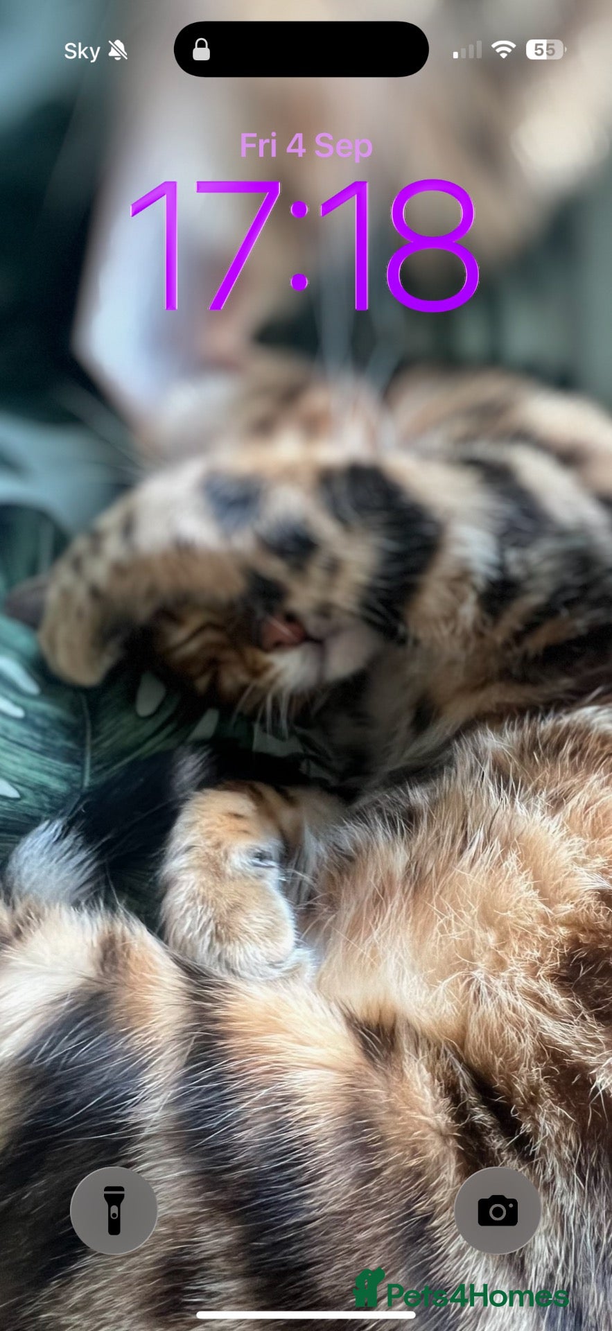 Bengal cats Beautiful friendly bengal cat for rehome  - Advert 13