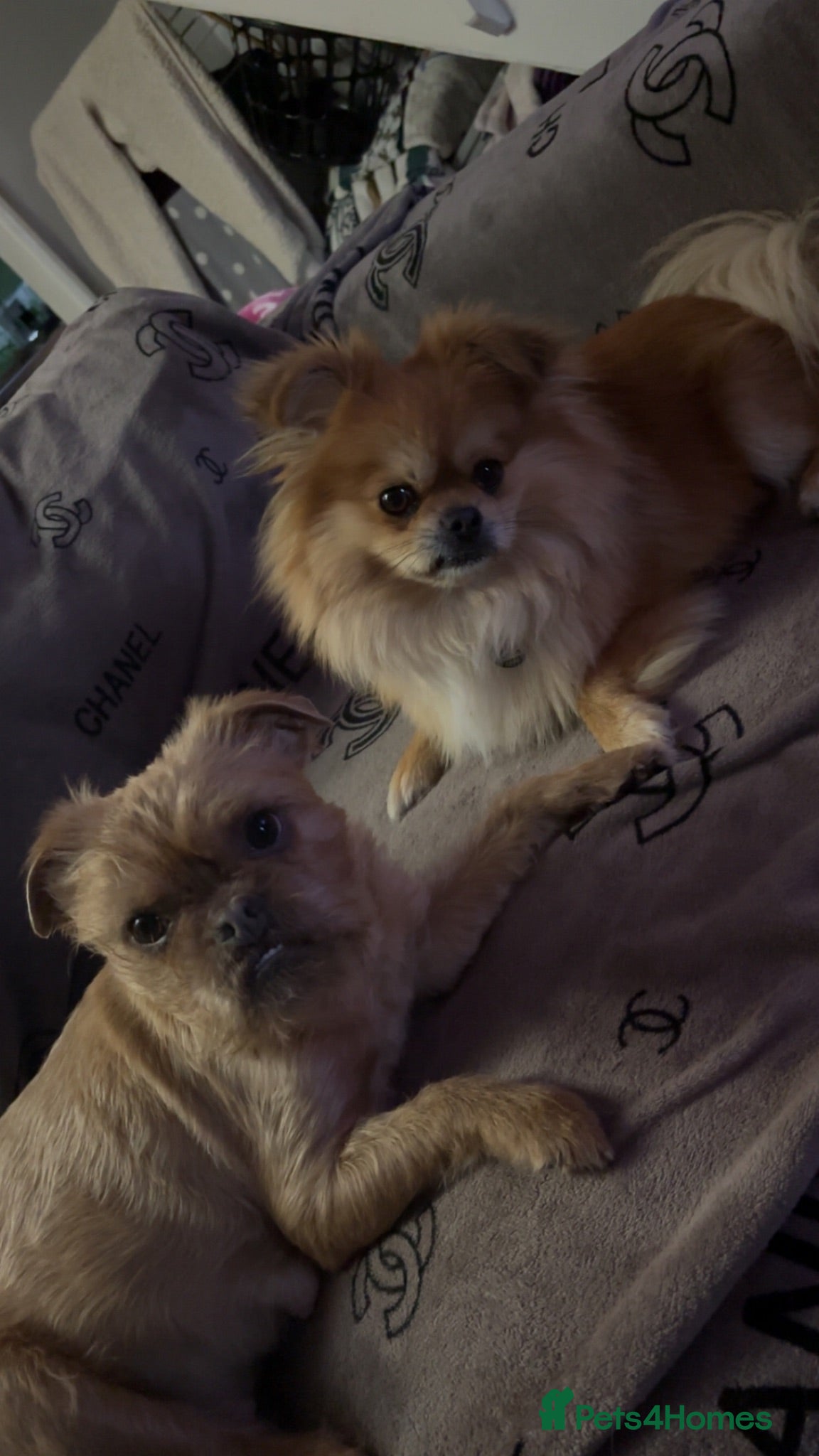 Mixed Breed dogs 6 little adorable small breed puppies, southampton - Advert 2