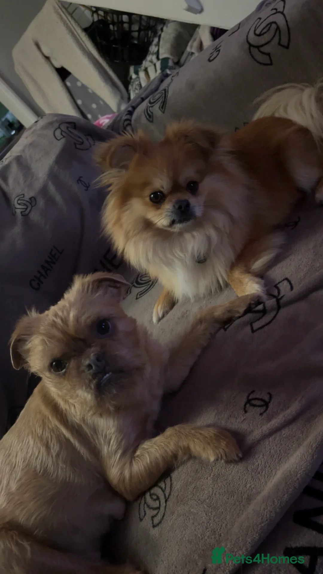 Mixed Breed dogs for sale: Only 2 males of 6 adorable small rare breed pups - Advert 1