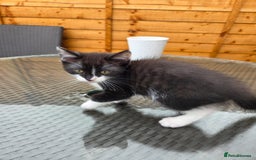 Mixed Breed cats for sale: 6 beautiful kittens for sale - Image 10
