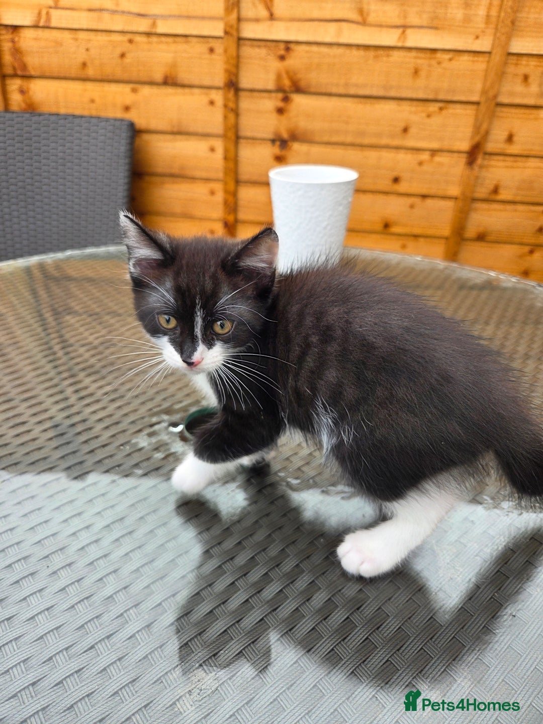 Mixed Breed cats for sale: 6 beautiful kittens for sale - Image 10