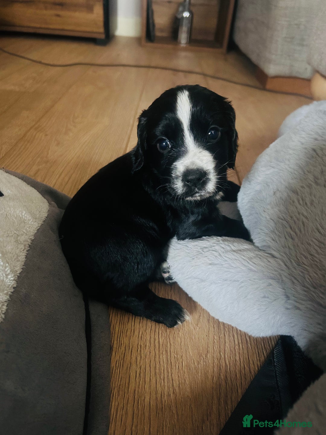 Cocker Spaniel dogs for sale: KC Registered Working Cocker Spaniel puppies - Image 18