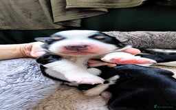 Border Collie dogs for sale: Border Collie Puppies - Image 9