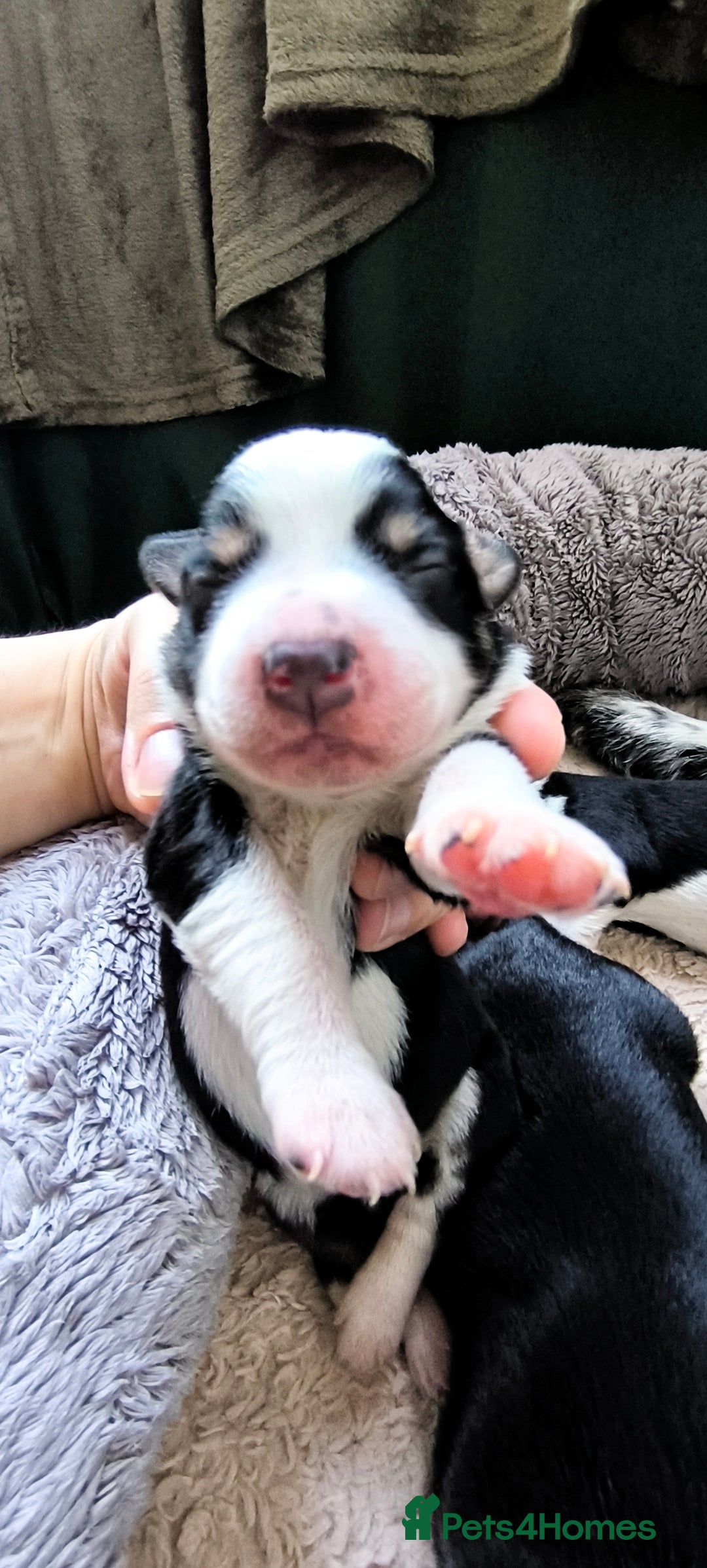 Border Collie dogs for sale: Border Collie Puppies - Image 9