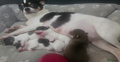 Chihuahua dogs - Advert 14