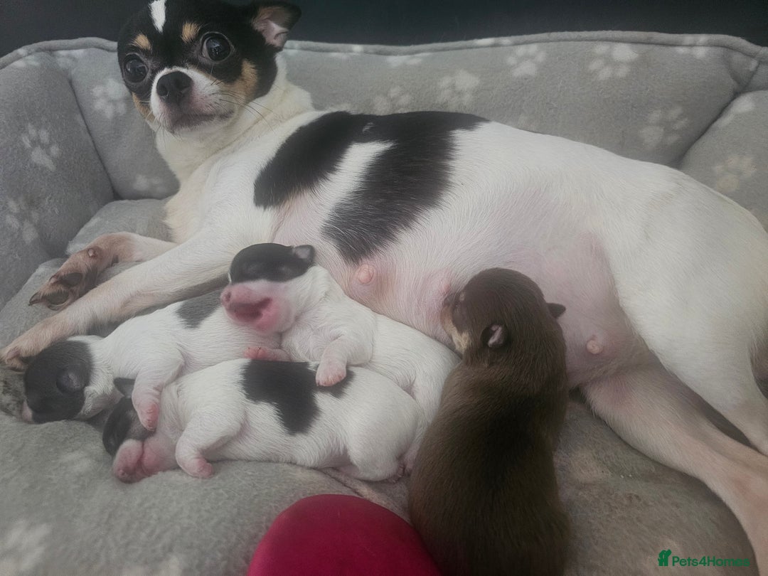 Chihuahua dogs for sale: Chihuahua Puppies Long haired and short - Image 6