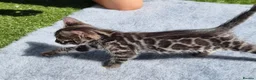 Bengal cats for sale: Beautiful TICA registered Bengal Kittens - Advert 17