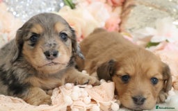 Miniature Dachshund dogs for sale: KC Registered Miniature Dachshund Puppies - Image 8