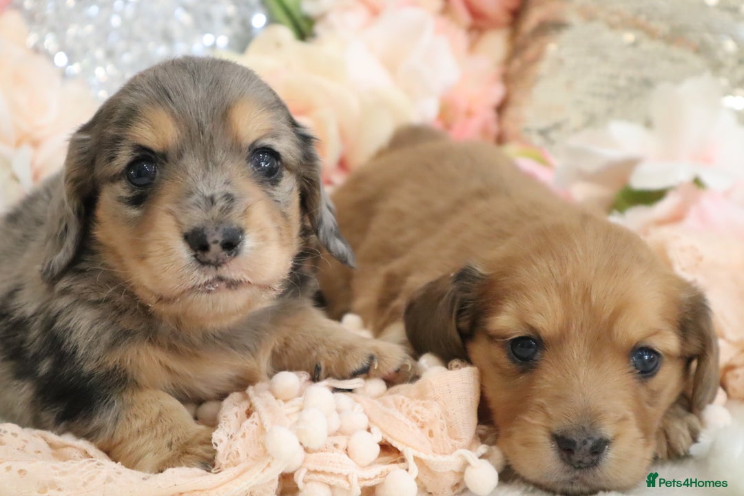 Miniature Dachshund dogs for sale: KC Registered Miniature Dachshund Puppies - Image 8