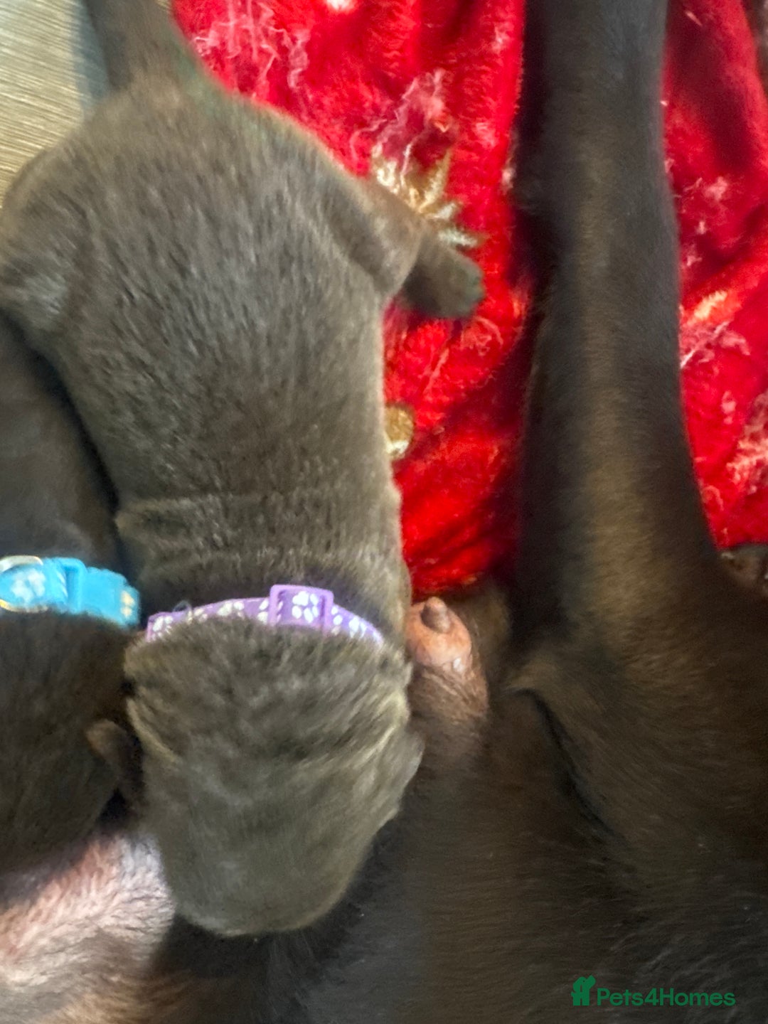 Labrador Retriever dogs for sale: 5 Stars 🌟 Chocolate Labradors  🌟  - Image 30