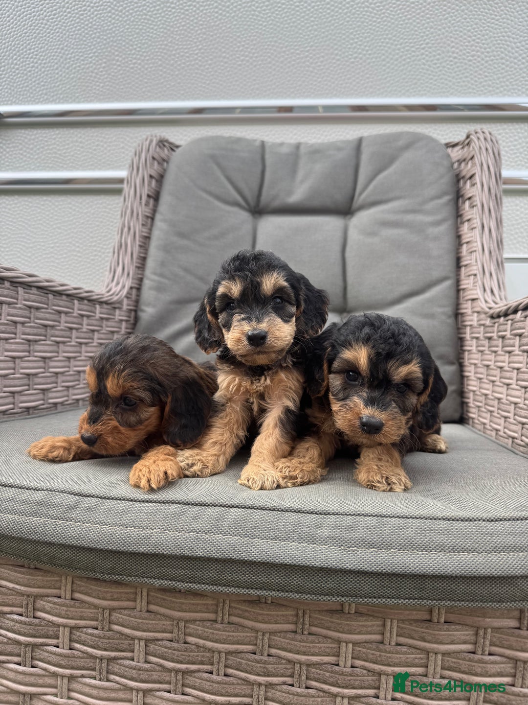 Cockapoo dogs for sale: F1 Cockapoos puppies (council licensed breeder) - Image 15