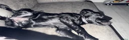 Cockapoo dogs for sale: Tilly 5 months old.  in Heywood - Advert 3