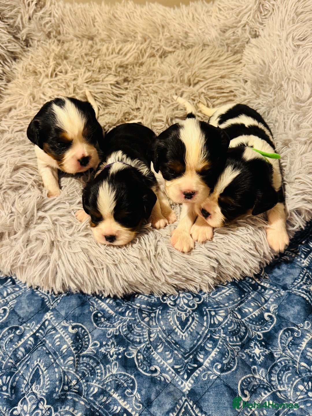 Cavalier King Charles Spaniel dogs for sale: 🐶 Beautiful Cavalier King Charles Puppies - Image 4