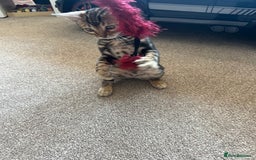 Bengal cats for sale: 🐾 TICA REGISTERED, READY TO LEAVE  😍😍 - Image 32