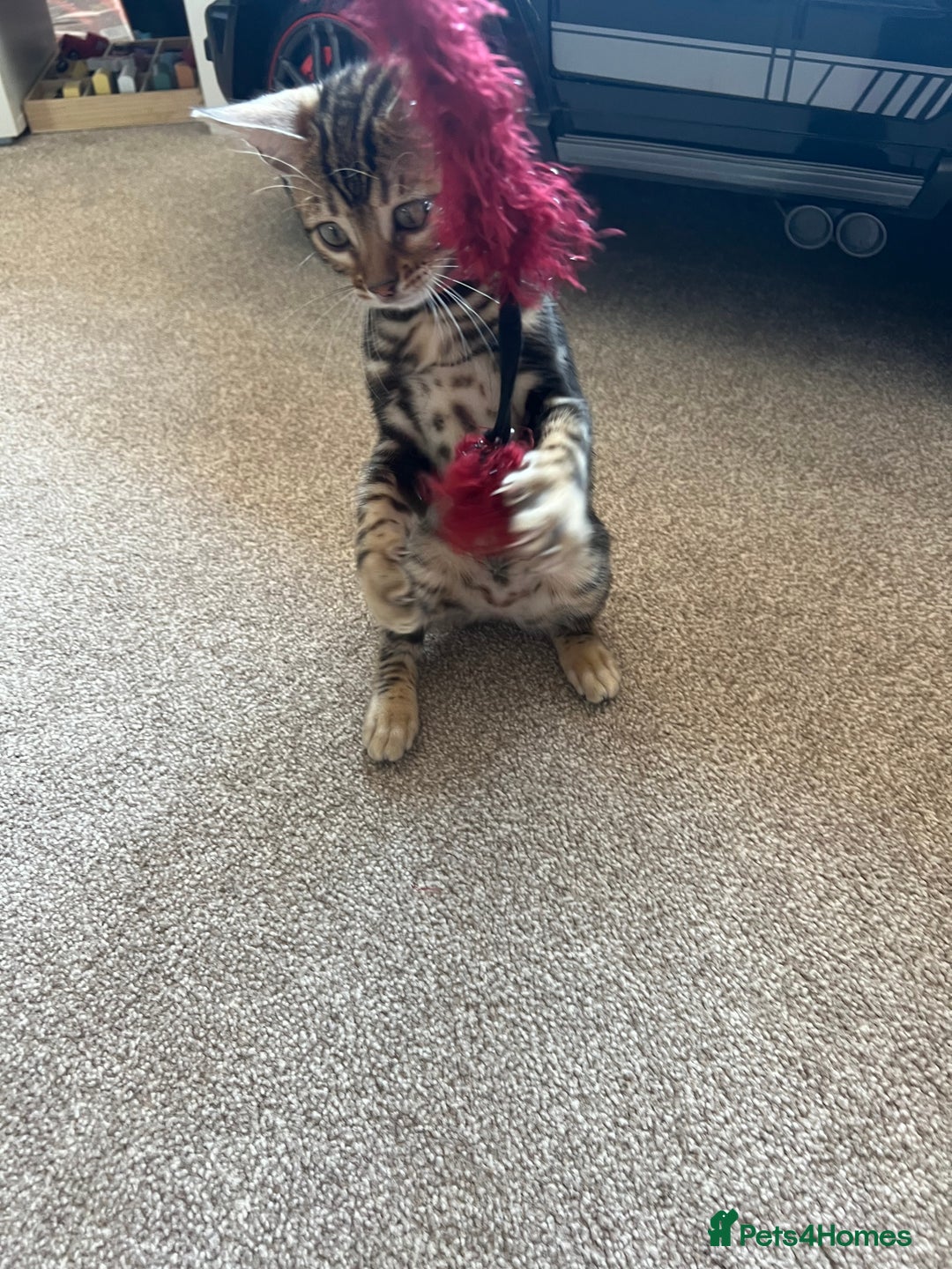 Bengal cats for sale: 🐾 TICA REGISTERED, READY TO LEAVE  😍😍 - Image 32