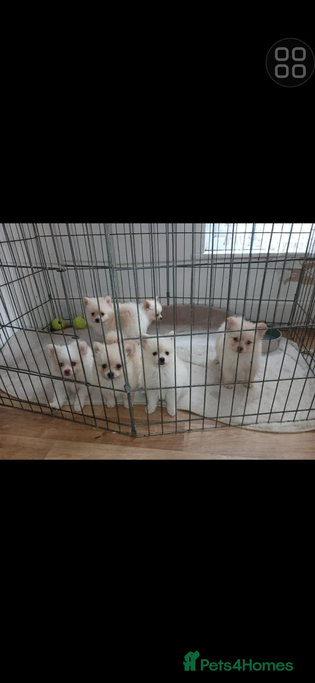 Pomeranian dogs for sale: 4 beautful white male pomerians ready to go 900 - Advert 9