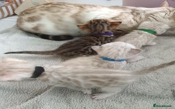 Bengal cats for sale: Tica RG pure bengals  - Image 8