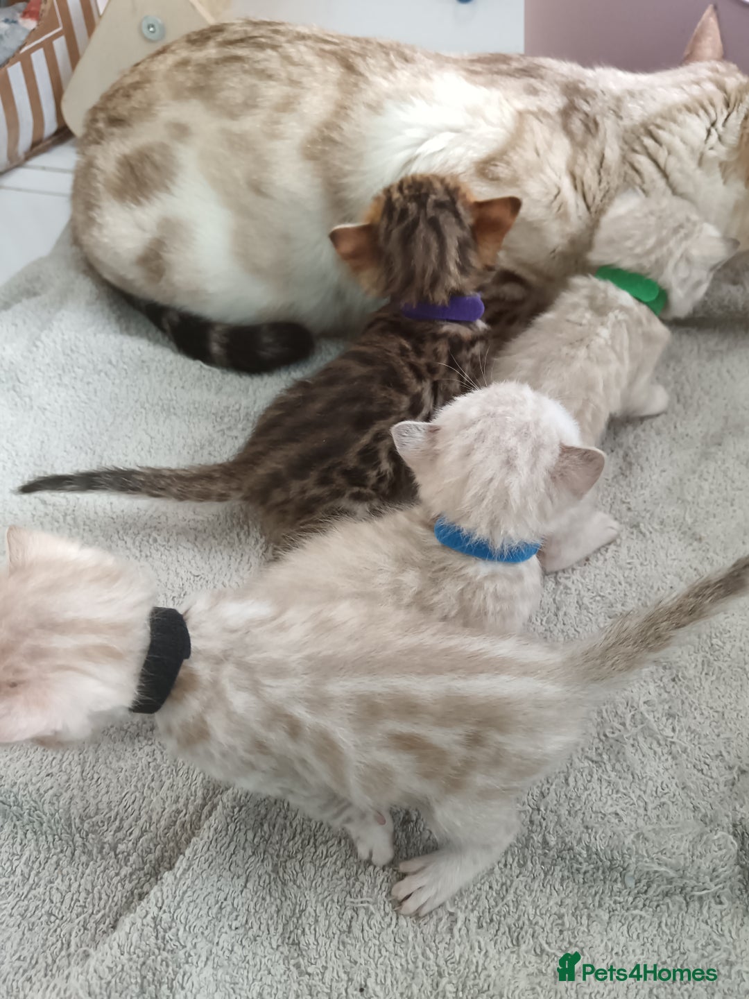 Bengal cats for sale: Tica RG pure bengals  - Image 8