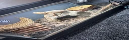 Bearded Dragon reptiles for sale: Female bearded dragon  in Cleckheaton - Advert 3