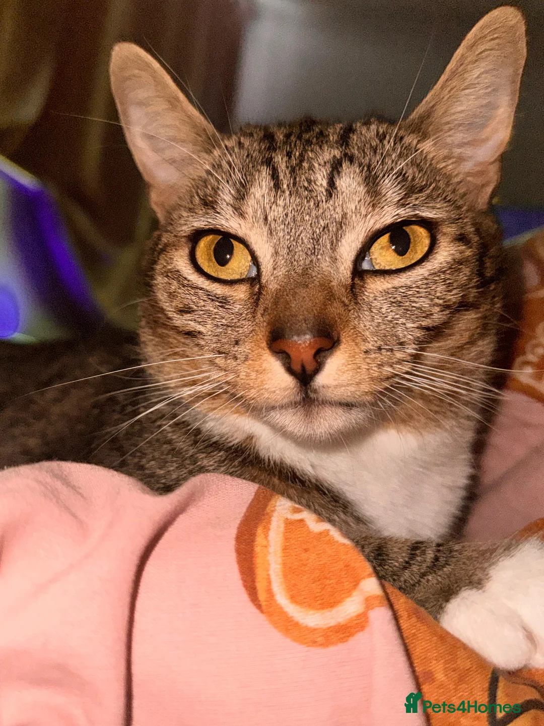 Mixed Breed cats for sale: Cat Looking for a Loving Home - Advert 1