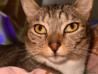 Mixed Breed cats Cat Looking for a Loving Home - Advert 1