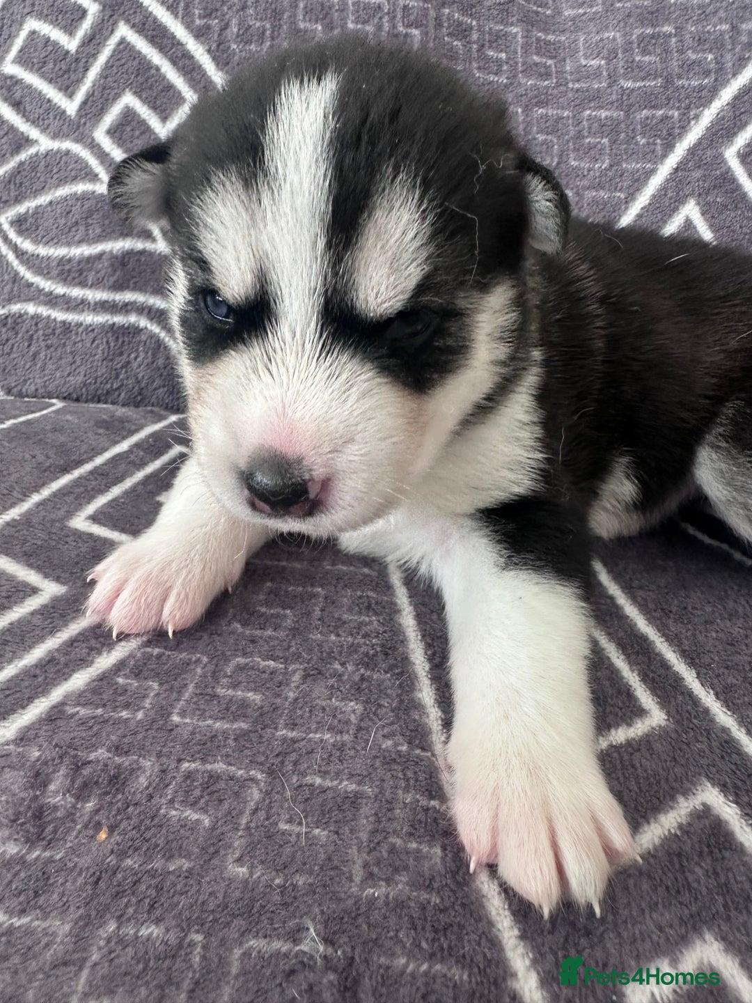 Siberian Husky dogs for sale: full-breed Siberian Husky Puppies  - Image 1