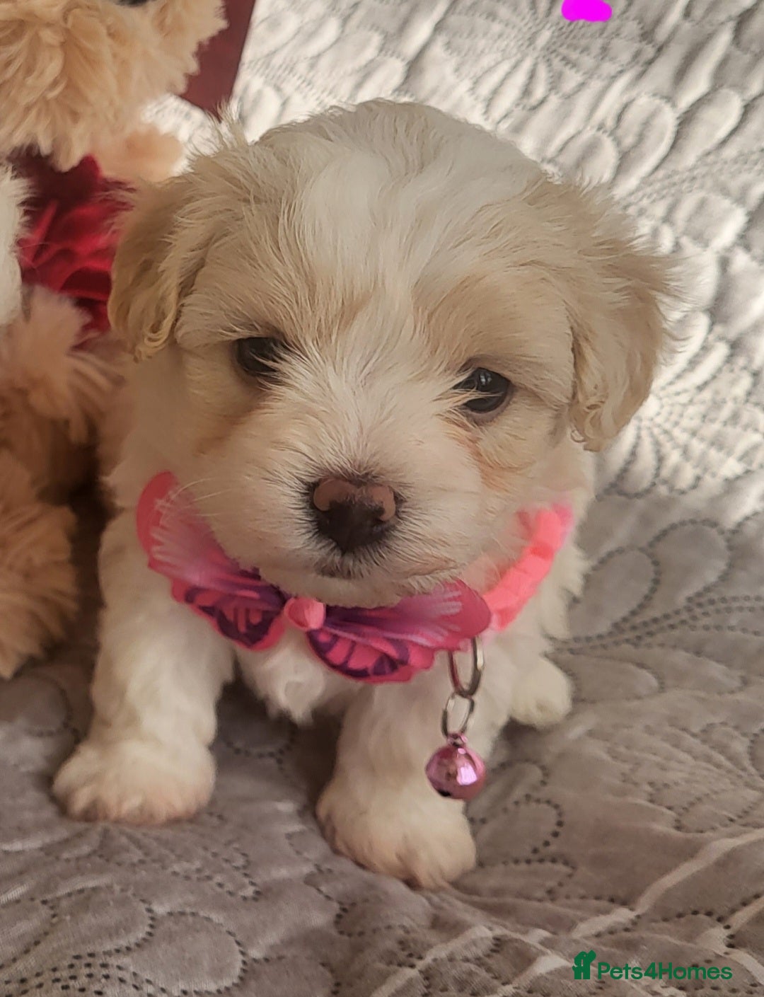 Maltipoo dogs Baby face tiny maltipoo girl 💗💗💗 - Advert 14