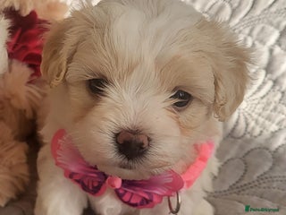 Maltipoo dogs Baby face tiny maltipoo girl 💗💗💗 - Advert 14