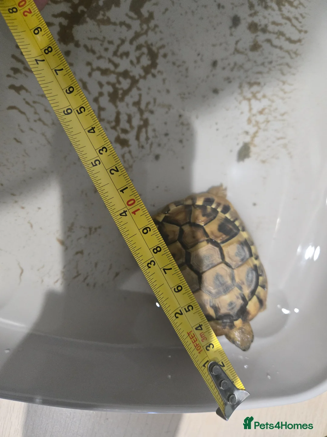 Tortoise reptiles for sale: Herman tortoise with full viv setup in Dunmow - Advert 4