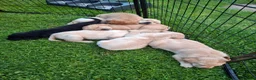Labrador Retriever dogs for sale: Labrador Pups KC Reg.  - Advert 15