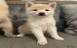 Japanese Shiba Inu dogs for sale: Japanese Shiba Inu Puppies - Image 25