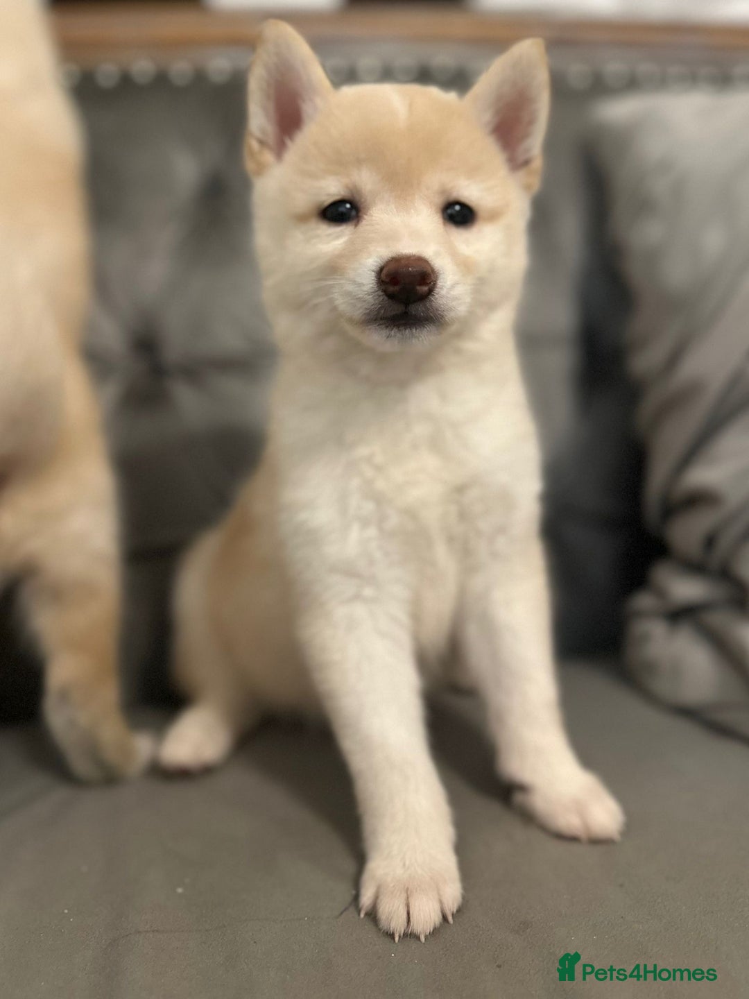 Japanese Shiba Inu dogs for sale: Japanese Shiba Inu Puppies - Image 25