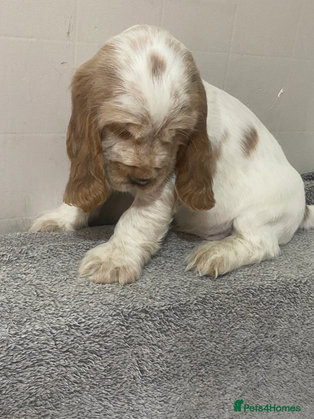 Cocker Spaniel dogs for sale: ‘Show Type’ Cocker Spaniel Puppies. KC Registered. - Advert 38