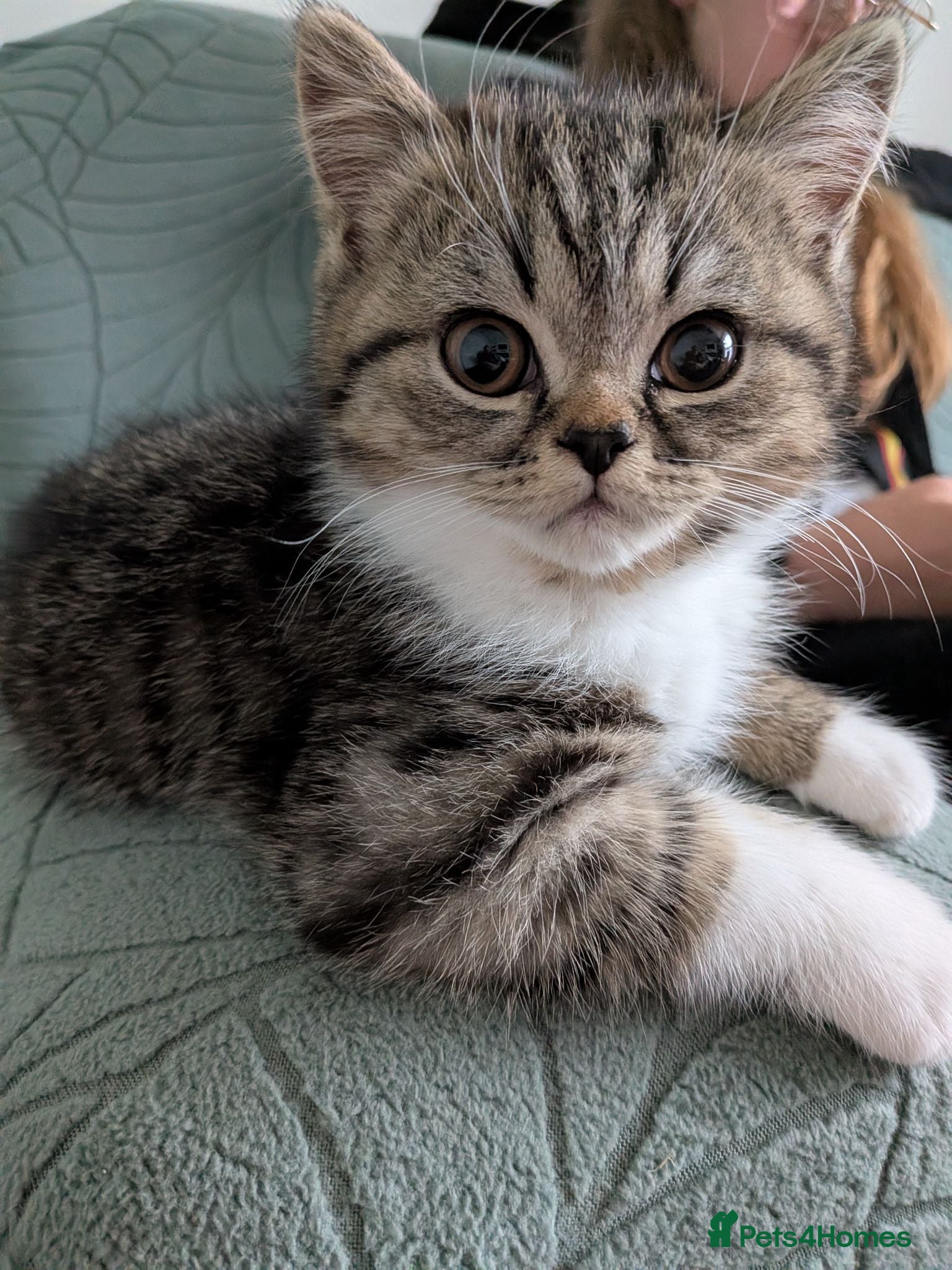 Exotic cats Beautiful exotic kittens - ready now  - Advert 3