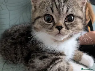 Exotic cats Beautiful exotic kittens - ready now - Advert 2