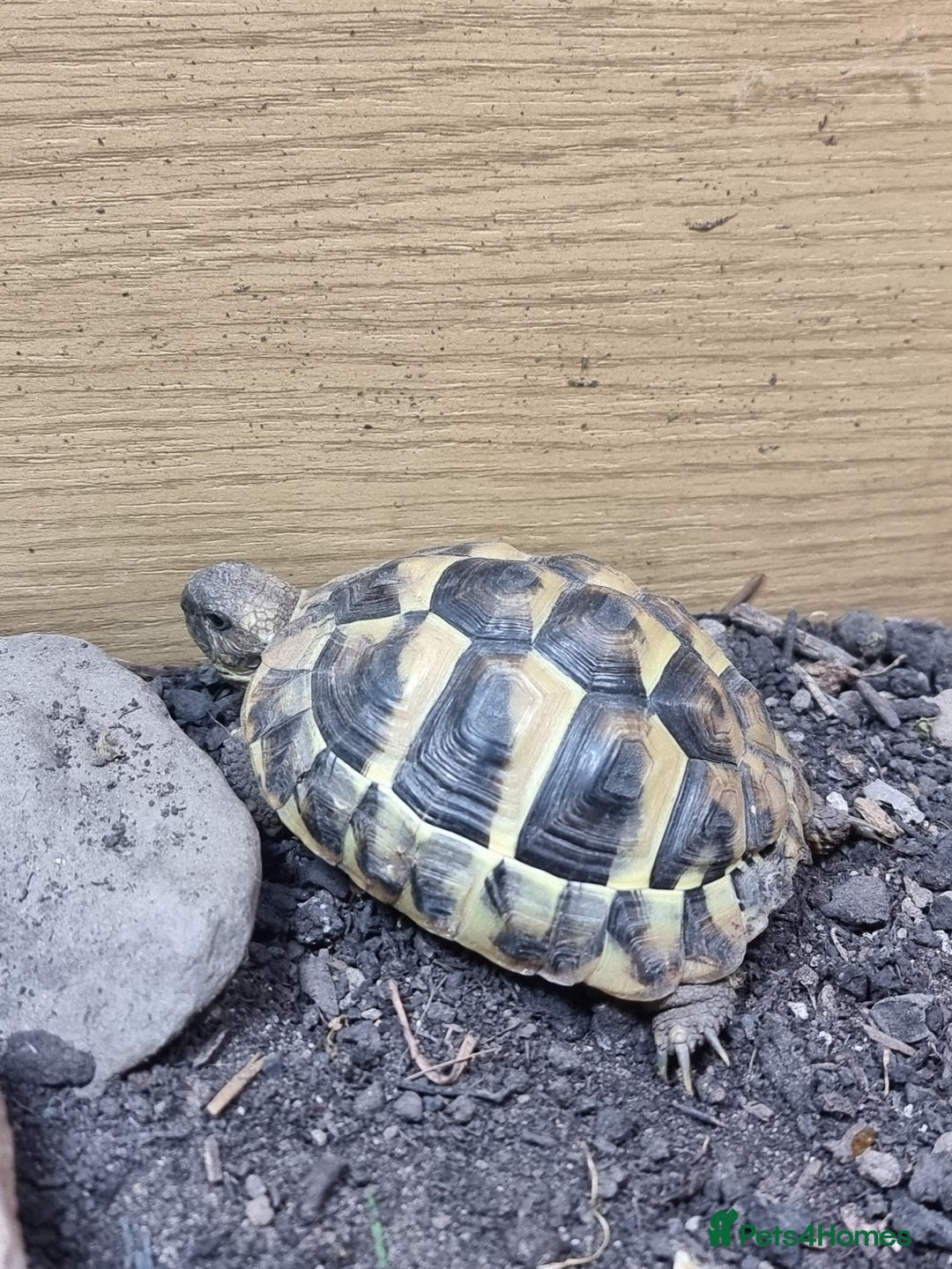 Hermann Tortoise reptiles for sale: Herman Tortoise and set up - Image 3