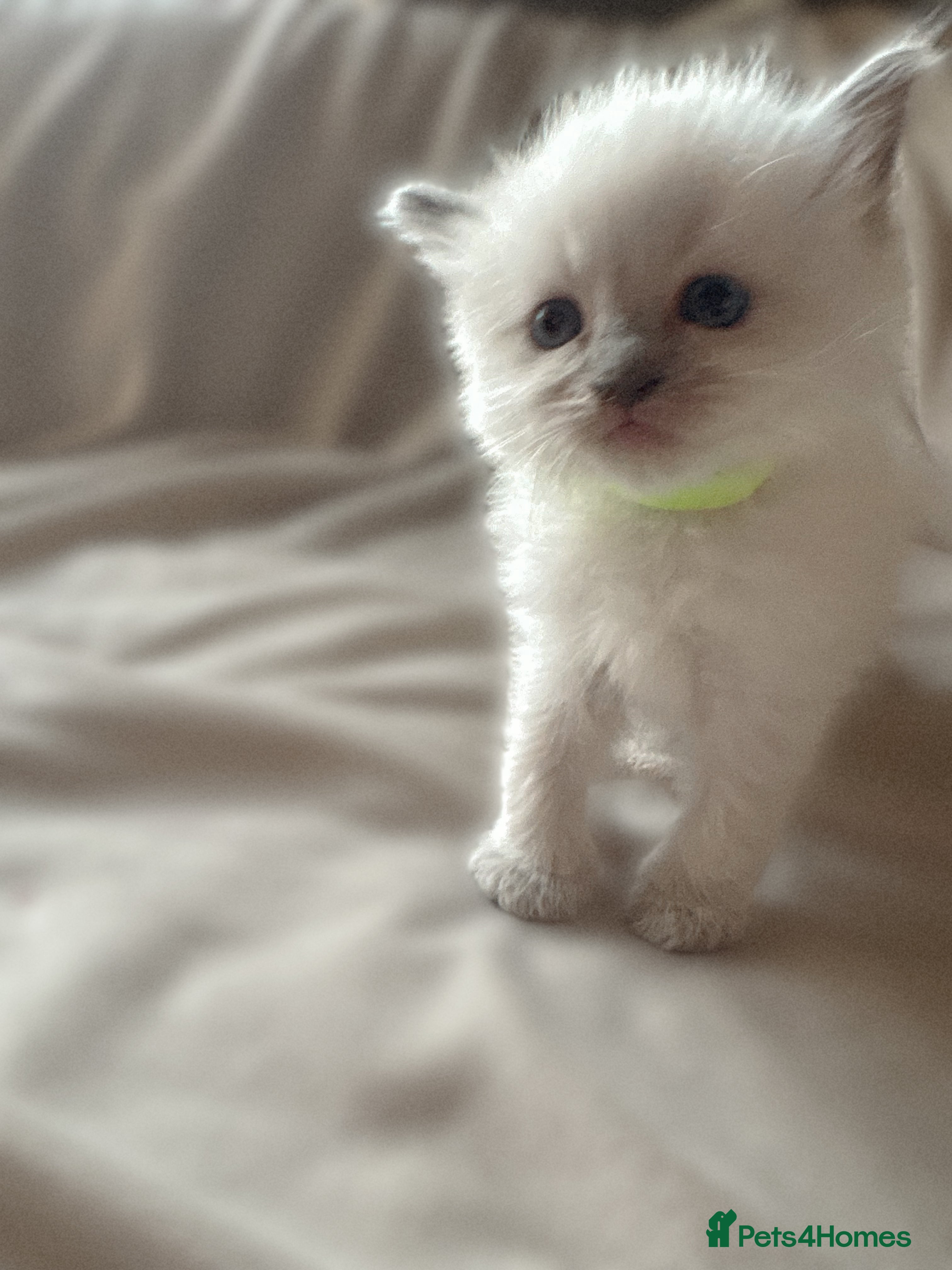 Ragdoll cats STUNNING PUREBRED RAGDOLL KITTENS - Advert 1