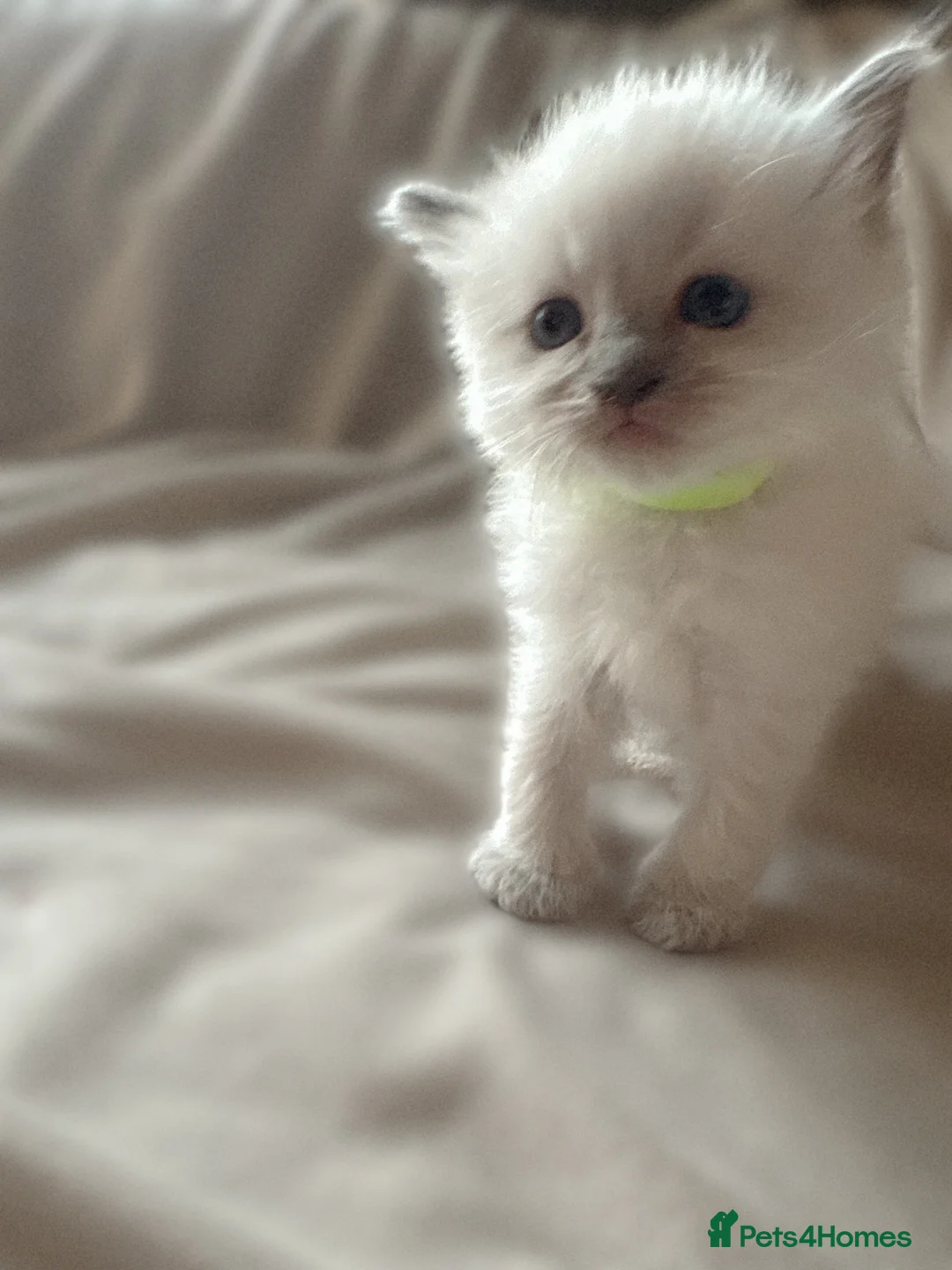 Ragdoll cats for sale: STUNNING PUREBRED RAGDOLL KITTENS in Melksham - Advert 1