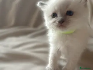 Ragdoll cats STUNNING PUREBRED RAGDOLL KITTENS - Advert 18