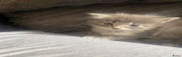 Mixed Breed cats for sale: Gorgeous Russian blue x - Advert 4