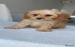 Cavapoo dogs for sale: Beautiful, stunning litter of toy cavapoos - Image 3