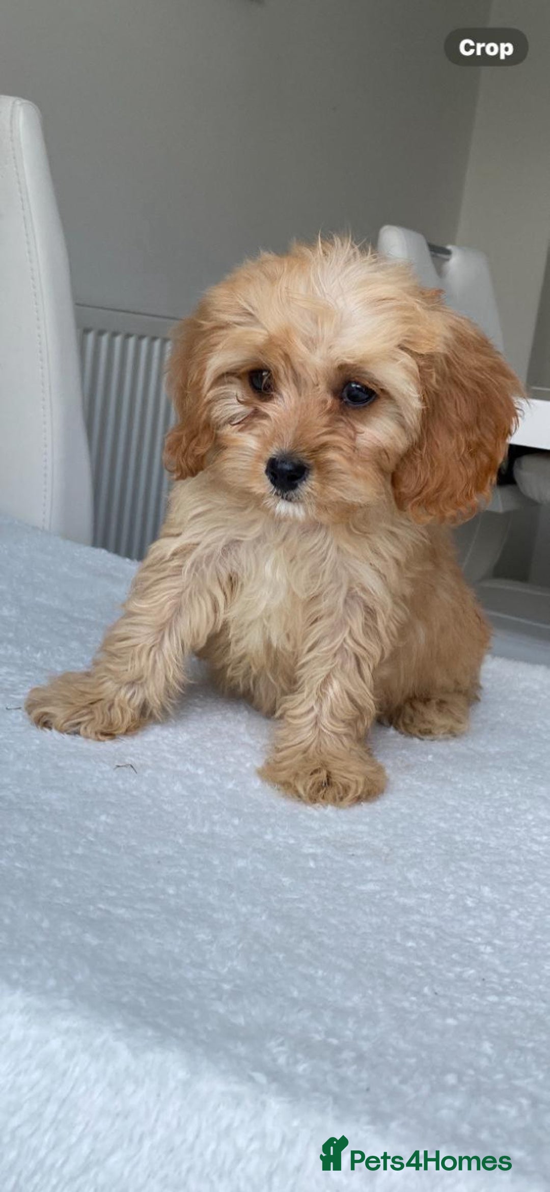Cavapoo dogs for sale: Beautiful, stunning litter of toy cavapoos - Image 3