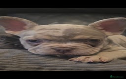 French Bulldog dogs for sale: 🐾 Stunning Pups Only 2 left  🐾 - Image 12