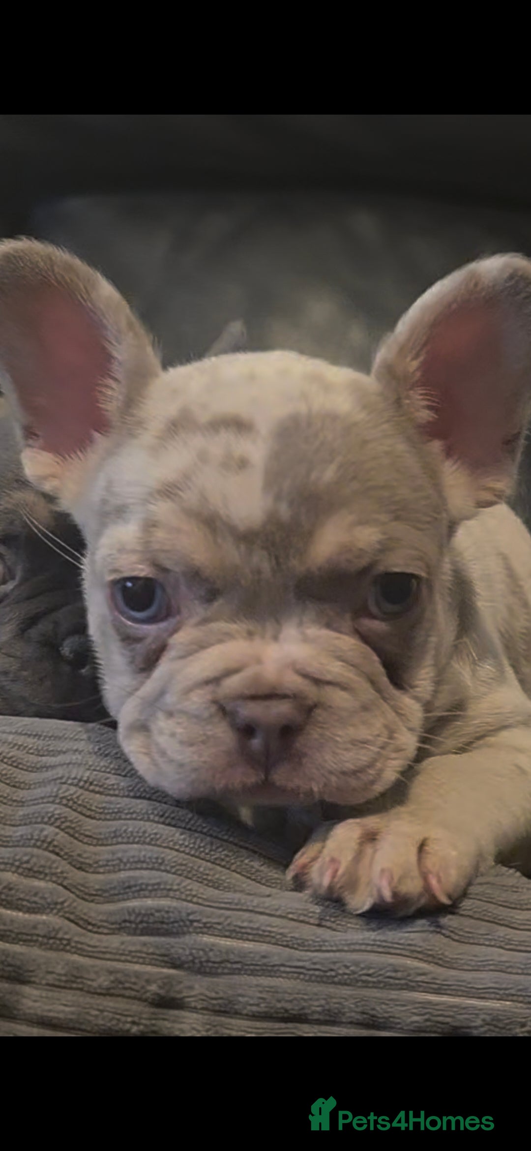 French Bulldog dogs for sale: 🐾 Stunning Pups Only 2 left  🐾 - Image 12