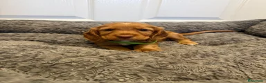 Puppy 2 