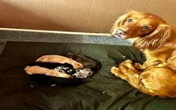 Cocker Spaniel dogs for sale: 2 beautiful cocker spaniels out of a litter of 7 - Image 35