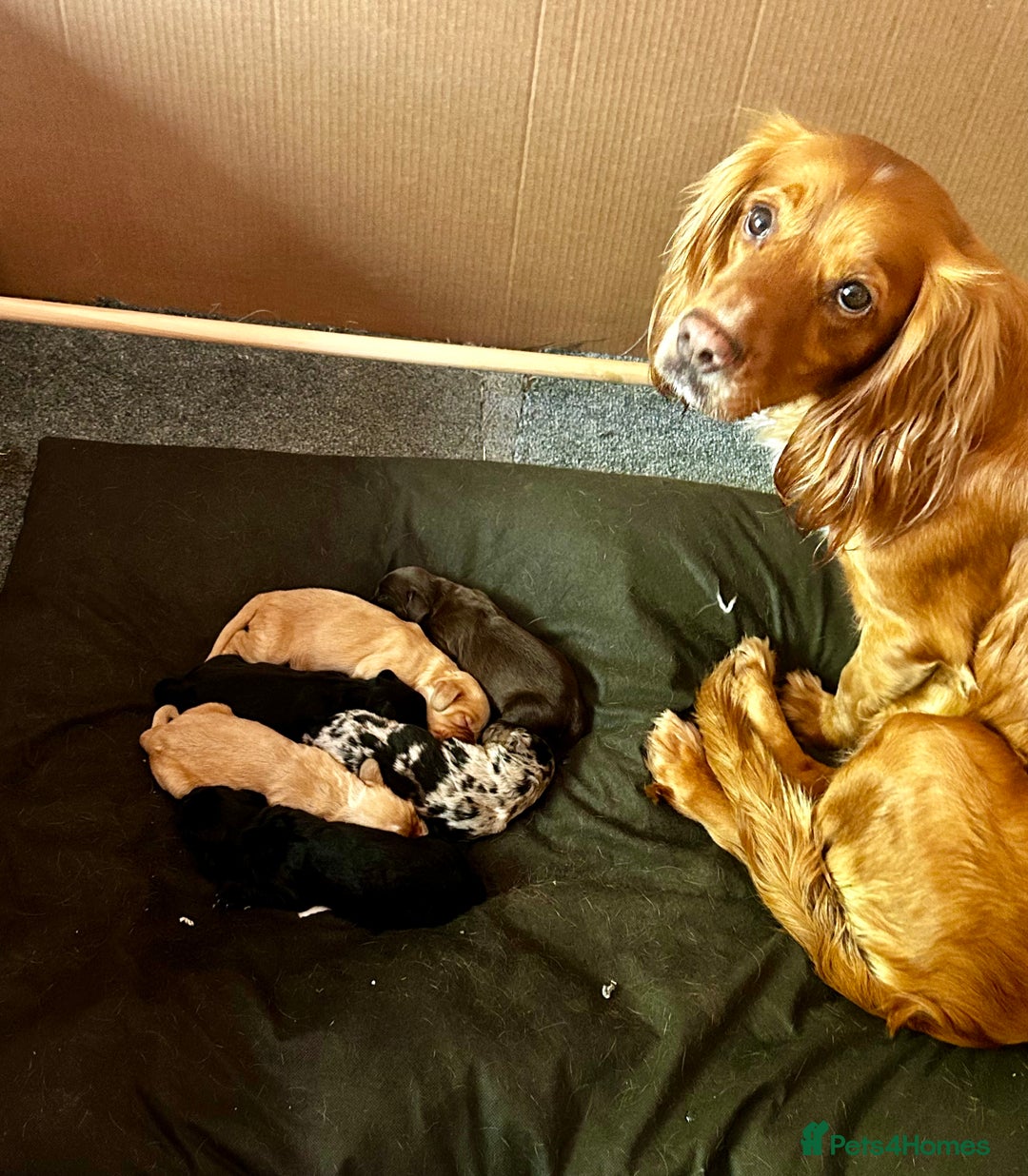 Cocker Spaniel dogs for sale: 2 beautiful cocker spaniels out of a litter of 7 - Image 35