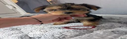 Yorkshire Terrier dogs for sale: Yorkshire terriers puppies  - Advert 6