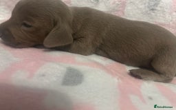 Dachshund dogs for sale: mini dachshunds 🐶 💚 - Advert 8