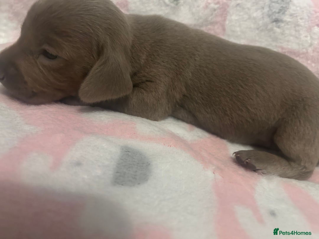 Dachshund dogs for sale: mini dachshunds 🐶 💚 - Advert 8